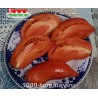 Томат БЫЧКИ МИНУСИНСКИЕ