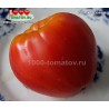 Томат БЫЧОК РОЗОВЫЙ Томат БЫЧОК РОЗОВЫЙ