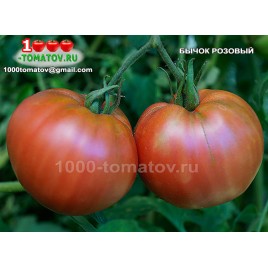 Томат БЫЧОК РОЗОВЫЙ