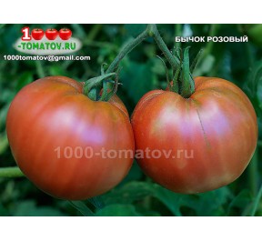 Томат БЫЧОК РОЗОВЫЙ