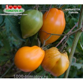 Томат КАЛЬКУТТА  Calkutta