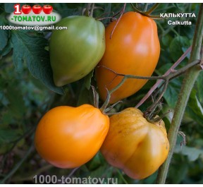 Томат КАЛЬКУТТА  Calkutta