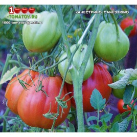 Томат КАНЕСТРИНО  CANESTRINO 