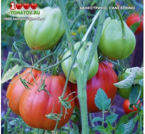 Томат КАНЕСТРИНО  CANESTRINO 