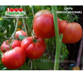 Томат ЦАРЬ (МИНУСИНСКИЕ) 