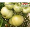 Томат ЦАРСКИЙ ЛЮБИМЕЦ
