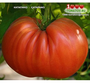 Томат КАТАПАНО CATAPANO  Томат КАТАПАНО CATAPANO