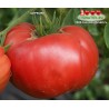 Томат ЦЕРКОВЬ