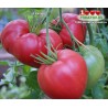 Томат ЦЕРКОВЬ