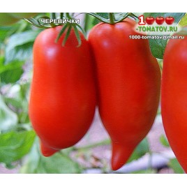 Томат ЧЕРЕВИЧКИ Томат ЧЕРЕВИЧКИ