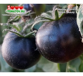 Томат ЧЁРНАЯ КРАСОТА Black Beauty