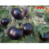 Томат ЧЁРНАЯ КРАСОТА Black Beauty Томат ЧЁРНАЯ КРАСОТА Black Beauty