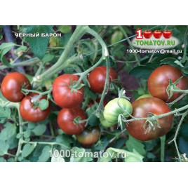 Томат ЧЁРНЫЙ БАРОН Томат ЧЁРНЫЙ БАРОН