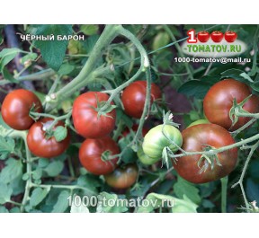 Томат ЧЁРНЫЙ БАРОН Томат ЧЁРНЫЙ БАРОН