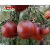 Томат ЧЕРОКИ ФИОЛЕТОВОЕ СЕРДЦЕ Cherokee Purple Heart  