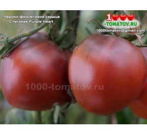 Томат ЧЕРОКИ ФИОЛЕТОВОЕ СЕРДЦЕ Cherokee Purple Heart  