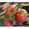 Томат ЧИЛО ДЕЛЛА ГАРФАНЬЯНА