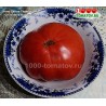 Томат ЧИЛО ДЕЛЛА ГАРФАНЬЯНА
