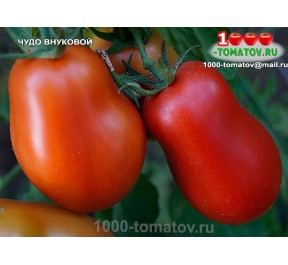 Томат ЧУДО ВНУКОВОЙ