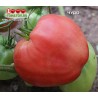 Томат ЧУДО