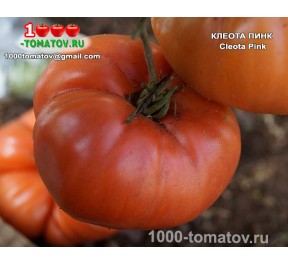 Томат КЛЕОТА ПИНК Cleota Pink Томат КЛЕОТА ПИНК Cleota Pink