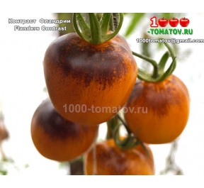 Томат КОНТРАСТ ФЛАНДРИИ  Flanders Contrast
