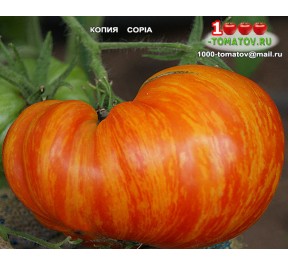 Томат КОПИЯ COPIA