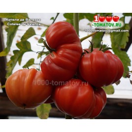 Томат КОТЕЛИ ДЕ ВАЛЕНСЕ  Cotelee de Valence