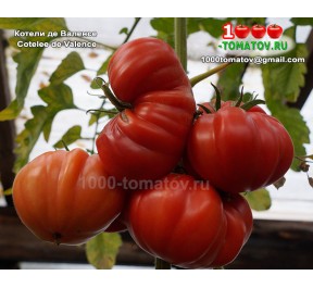 Томат КОТЕЛИ ДЕ ВАЛЕНСЕ  Cotelee de Valence Томат КОТЕЛИ ДЕ ВАЛЕНСЕ  Cotelee de Valence