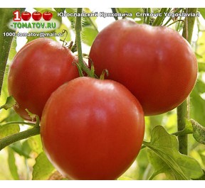 Томат ЮГОСЛАВСКИЙ КРНКОВИЧА Томат ЮГОСЛАВСКИЙ КРНКОВИЧА