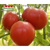 Томат ЮГОСЛАВСКИЙ  КРНКОВИЧА 