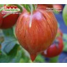 Томат КРАШЕД ХАРЦ CRUSHED HEART  
