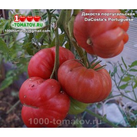 Томат ДАКОСТА ПОРТУГАЛЬСКАЯ
