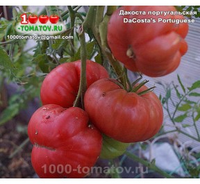 Томат ДАКОСТА ПОРТУГАЛЬСКАЯ