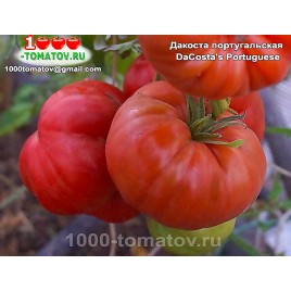 Томат ДАКОСТА ПОРТУГАЛЬСКАЯ