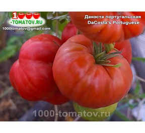 Томат ДАКОСТА ПОРТУГАЛЬСКАЯ