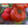 Томат ДАКОСТА ПОРТУГАЛЬСКАЯ
