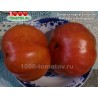 Томат ДАКОСТА ПОРТУГАЛЬСКАЯ