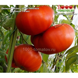 Томат ДЕЛИШЕС  ГИГАНТ