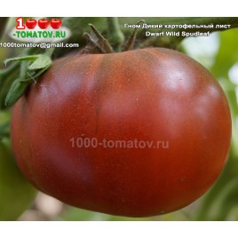 Томат ГНОМ ДИКИЙ КАРТОФЕЛЬНЫЙ ЛИСТ