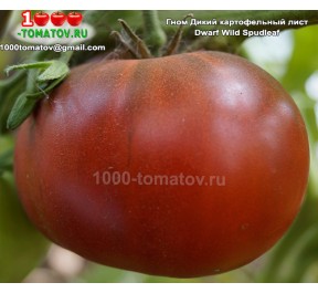 Томат ГНОМ ДИКИЙ КАРТОФЕЛЬНЫЙ ЛИСТ