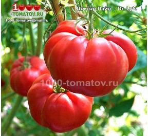 Томат ДОКТОР ЛАЙЛ 