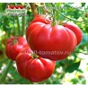 Томат ДОКТОР ЛАЙЛ 