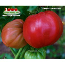 Томат ДОМИНГО – Domingo