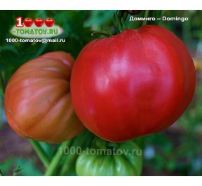 Томат ДОМИНГО – Domingo