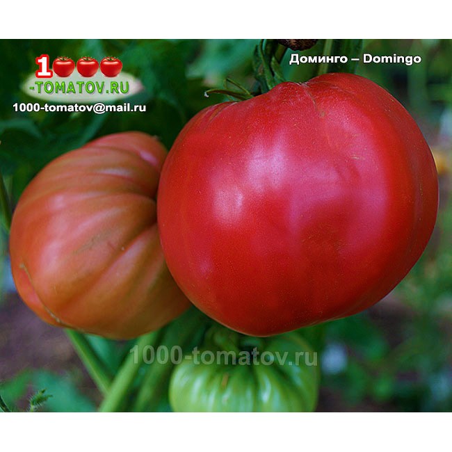 Томат ДОМИНГО – Domingo Томат ДОМИНГО – Domingo