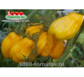 Томат ДРАПИРОВАННЫЙ