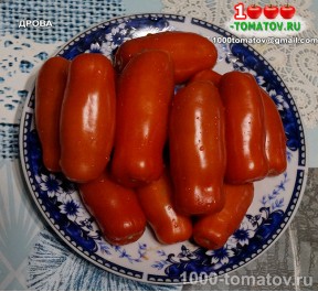 Томат ДРОВА