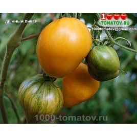 Томат ДЫННЫЙ ЛИКЁР