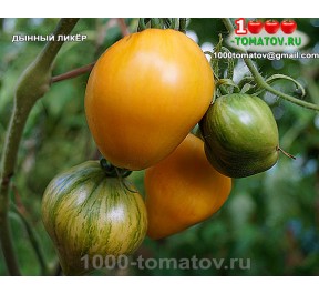 Томат ДЫННЫЙ ЛИКЁР
